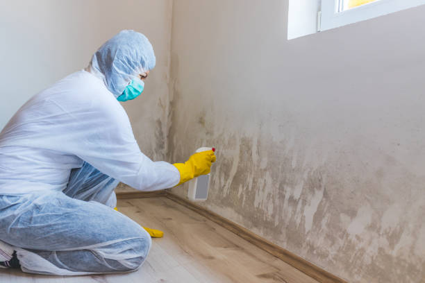 Licensed Mold Inspection service in Lowell, MA - WQB Mold Removal